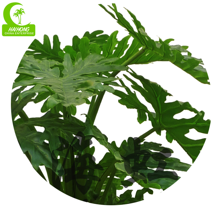 SPLIT PHILO PLANT X3