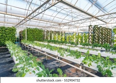 4mm Superior Toughened Greenhouse Roof Glass for Vagetables and Plants