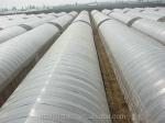 Drawing Shine Tech Single Span Tunnel Agricultural Greenhouses