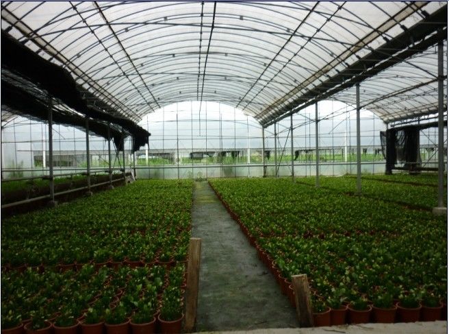 Economical Gothic Arch Greenhouse , Commercial Greenhouse Structures Customized Design