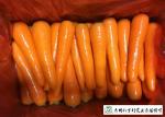 HACCP / GAP Standard Fresh Organic Carrots Own Plantation Supply To Supermarket