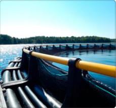 Wholesale HDPE Aquaculture AS/NZS4130 Fish Farm Equipment from china suppliers