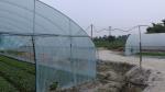 Hydroponic System Tomato Farming Plastic Film Greenhouse 3-5m