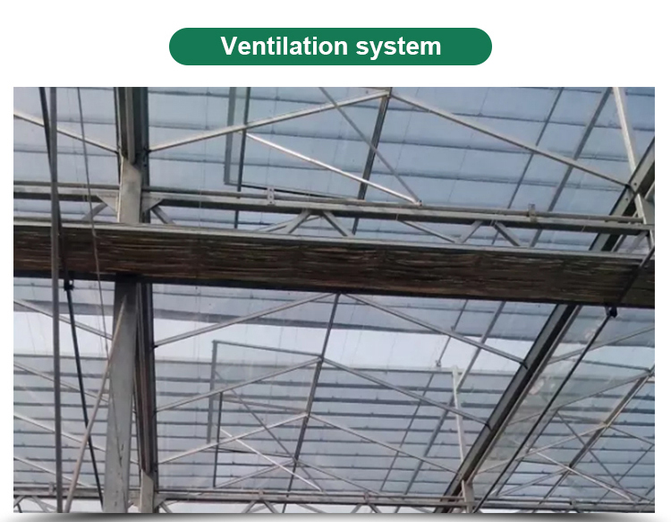 Stable Structure Glass Greenhouse for Growing Vegetables Tomato Skeleton Greenhouse