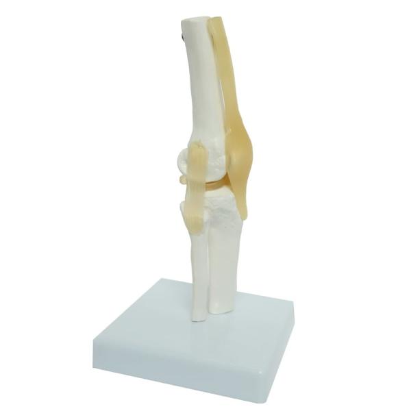 Ligaments & Stand Life Size Display Base Best Medical Tool Clinic Demonstration