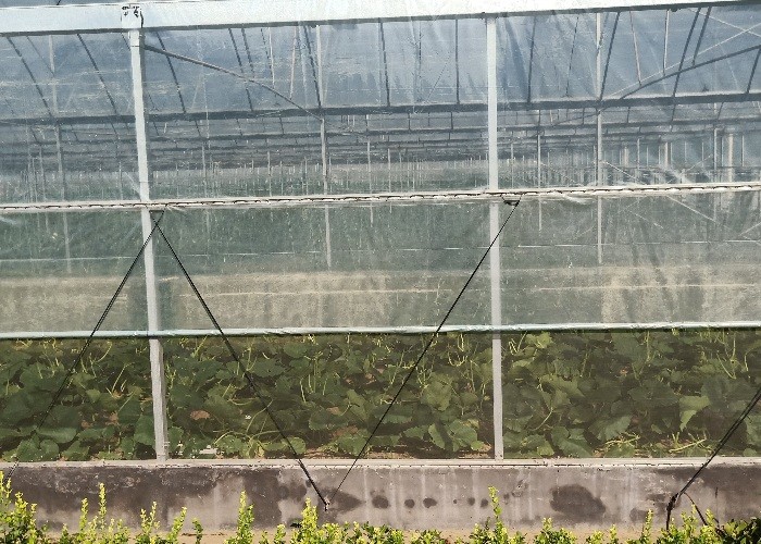 Vegetable Agricultural Tomatoes Dome Roof 7-10m Span Po Film Greenhouse