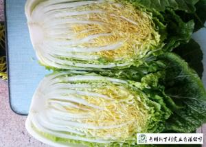Wholesale Fresh Chinese Napa Cabbage 2.5 KG / PER No Putrefaction Good Taste from china suppliers