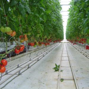 Wholesale UV Radiation Protection Layer 120km/H Multi Span Greenhouses from china suppliers