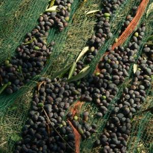Wholesale Olive Harvest Netting Green Black White Color Warp Knitted Type Width 0-20m from china suppliers