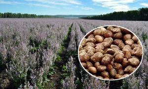 Wholesale Brown Appearance Natural Agricultural Products Perilla Seeds 2 - 3mm Size from china suppliers