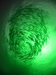 Deep Water Waterproof Fishing LED Lights , High-lumen Underwater Fishing Lights