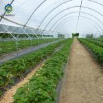 0.20mm Cucumber Plant Pe Film Single Tunnel Greenhouse