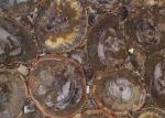 Dark Color Petrified Wood Slab , Natural Stone Slabs For Round Tabletop