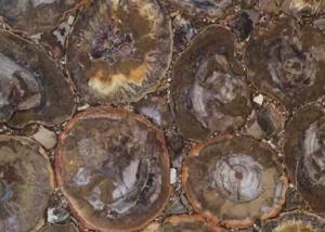 Wholesale Dark Color Petrified Wood Slab , Natural Stone Slabs For Round Tabletop from china suppliers