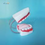 Plastic Dental Model Of Tooth Anatomical Model With 32 Tooth Dental Teaching