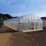 2.5-5M Height Tomato Hydroponic High Tunnel Agriculture Greenhouse with Film