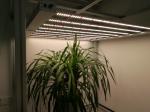 Full Spectrum 680W AC277V Indoor Herb Light