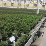 Agricultural Equipment Greenhouse Bench Systems for Seedling Nursery