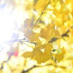 Nearly Natural Finished Artificial Ginkgo Tree 10 Foot Green Plant Plastic