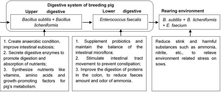 Hyprobo Compound Animal Essentials Probiotic For Breeding Pig