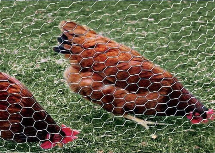 0.3mm Dia Chicken Iron Galvanized Hexagonal Wire Mesh 2m Width
