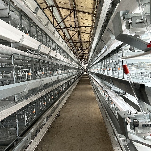 4-Tier Fully Automated Layer Housing System with Galvanized Frame & Auto Collection