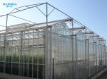 Commercial Multi Span Greenhouse Venlo Type Glass Covered Agricultural