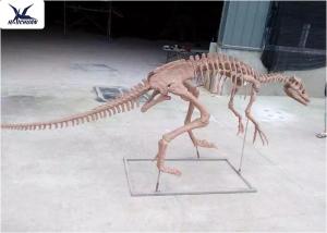 Wholesale Decorative High Simulation Dinosaur Skeleton Replica Lifelike Dinosaur Skeleton from china suppliers
