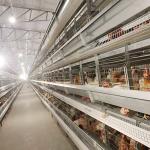 Automatic Laying Poultry Farm Equipments H Type 4Tiers 192 Birds Layer Battery