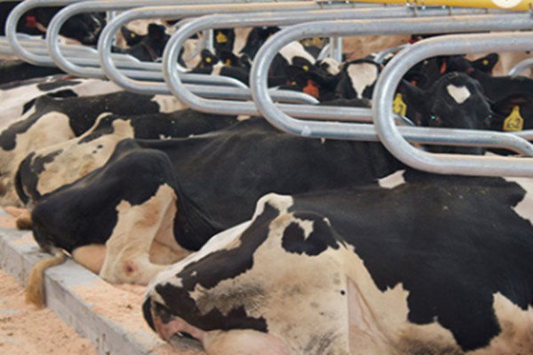 Hot Dipped Galvanized Single Row Cow Free Stall Acid Proof