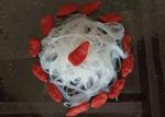 Cooking Bean Thread Noodles Healthy