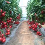 Passive Solar Greenhouse Canadian Market Warm Greenhouse for Commercial