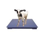 Stainless Steel Plate Heavy Duty Floor Scales Industrial Weighing Scales
