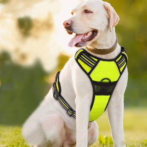 best harness for large dogs that pull