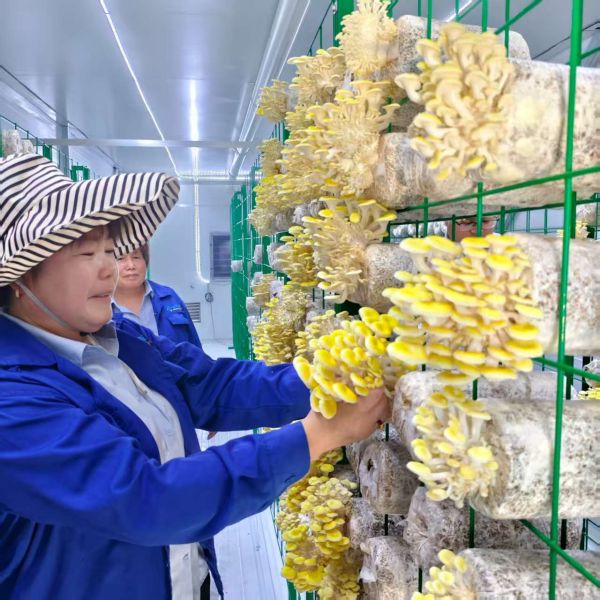Efficient Resource Utilization High Productivity Mushroom Cultivation Container