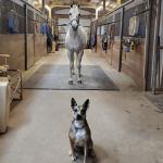 E-Purchasing Floor Rubber Horse Stable Tiles Mats For Extreme Demanding Loads Of