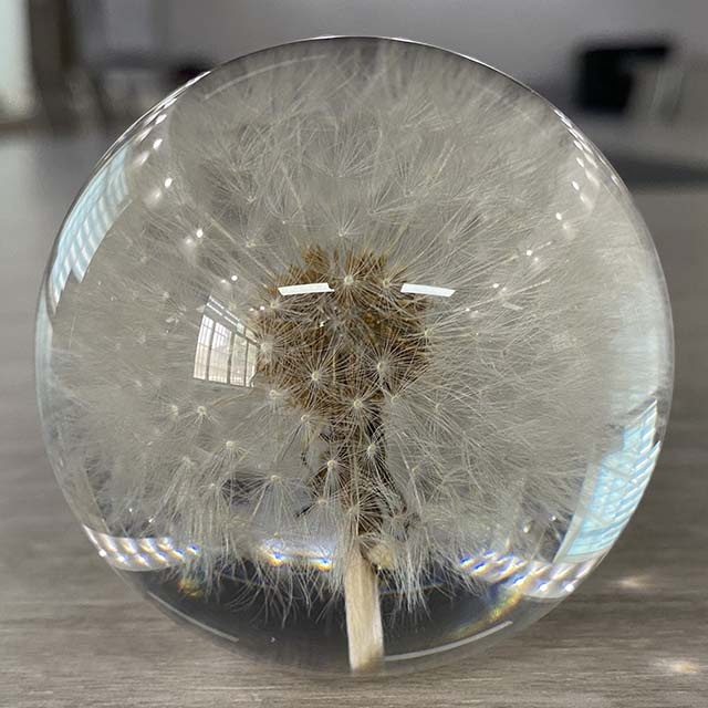 Dandelion Flower Ball Paperweight, Real Dandelion in Resin