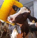 800x500mm And 600x500mm Electric Cow Body Brush For Animal Body Cleaning And