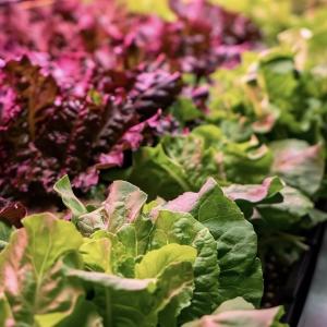 Wholesale 18000.000kg Greenhouse for Leafy Veggies Package Gross Weight and Easy Return Refunds from china suppliers