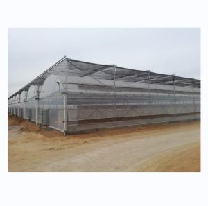 Wholesale 4.0-8.0M Height Agriculture Multi Span Plastic Film Greenhouse For Tomato Turnkey Project from china suppliers
