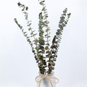 Wholesale Customized Natural Preserved Foliage For Gift / Wedding / Home / Shop from china suppliers