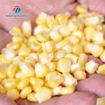 Sweet Glutinous Commercial Corn Peeling Machine 500Kg / Hour Automatic