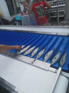 China ISO Automatic Fish Cutting Machine Multiscene 1550x800x1450mm on sale