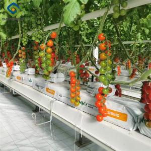 Wholesale Tomato Plant Greenhouse Film Greenhouse With Hydroponic Culture Soilless Cultivation from china suppliers