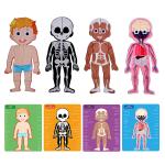 STEM Magnetic Puzzle Games for Human Body Parts Organs Scheletons Muscles