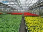 Polyethylene Film Multi Span Greenhouse 100 Micron 200 Micron Multi Span
