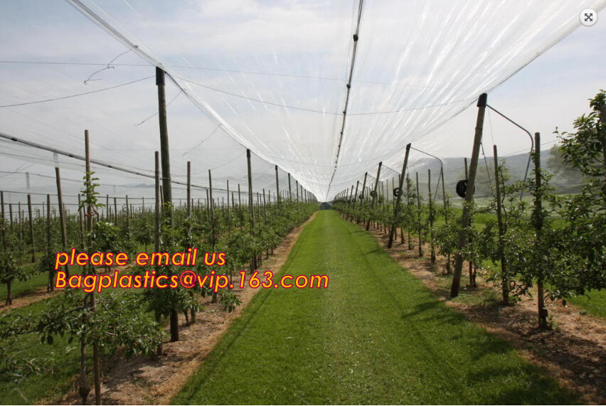 Monofilament Knitted 100% virgin HDPE Material Transparent Anti hail Netting,Polyester fiberglass anti insect net for in