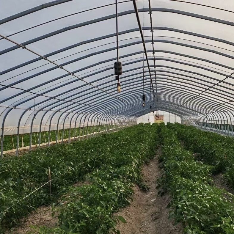 Affordable Hydroponic Tunnel Greenhouse Solution