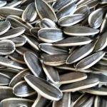 Sunflower Heads T6 for Customer Requirements