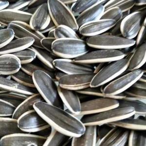 Wholesale Spicy Flavor Roasted Sunflower Seeds 5009 Must-Have ' Nutritious Snacking from china suppliers